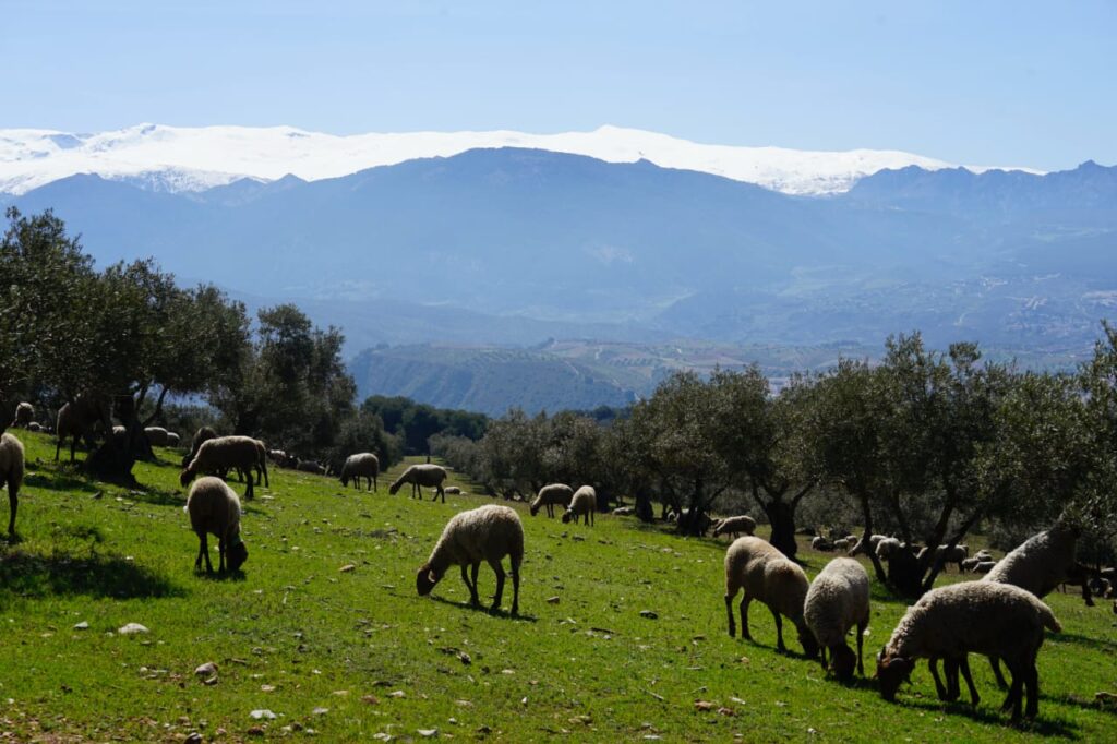 Sierra-Nevada-Beautiful-National-Parks-In-Spain