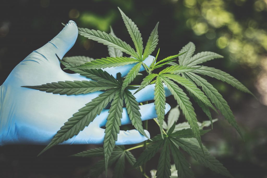 What are CBD health benefits and you will also learn about the approved any CBD oil product that provides you good CBD benefits